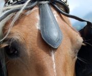 Bauernhof Dorn Christa