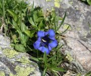Mittlenberghütte - Binntal Alpinhütte