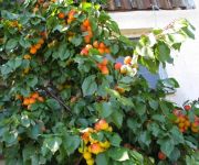 Bauernhof Blumentalhof-Spiesmayer