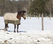 Bauernhof Bio-Pferdehof Fabian