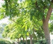 Kinar Galile Sea of Galilee