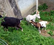 Meditation Bauernhof Biobauernhof Moar in Greith - Urlaub