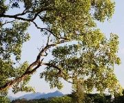 U Inchantree Kanchanaburi