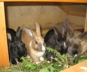 Haus Lindenkreuz - Appartements & Zimmer!