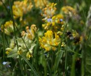 s`Damülser Après-Ski und Appartement Damülser Horn