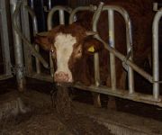 Bauernhof Herrenhaus Woltron