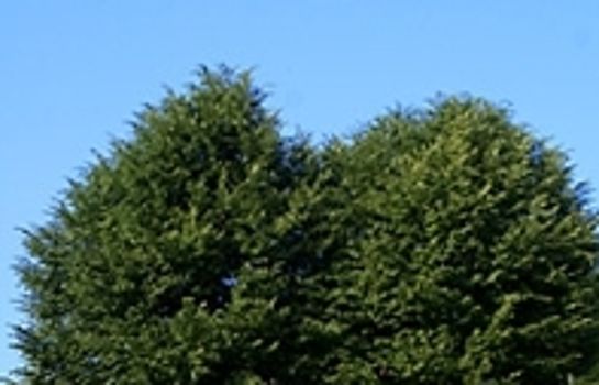 Alte Linden in Altena