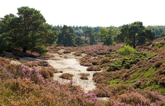 Hotel Guldenberg'S – Hertogenbosch Helvoirt