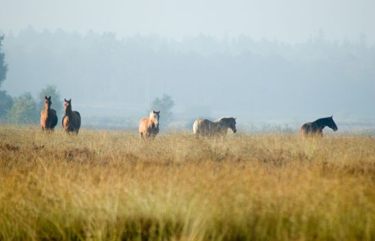 Hotel Guldenberg'S – Hertogenbosch Helvoirt