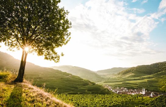 Schwarzer Adler Gasthof und Weingut Schwarzer Adler Gasthof und Weingut