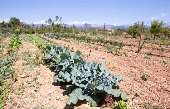 Es Quatre Cantons Finca Agroturismo
