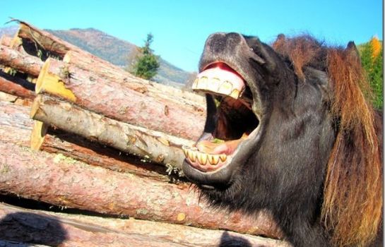 Bauernhof Abenteuer auf dem Biobauernhof Gut Neusess