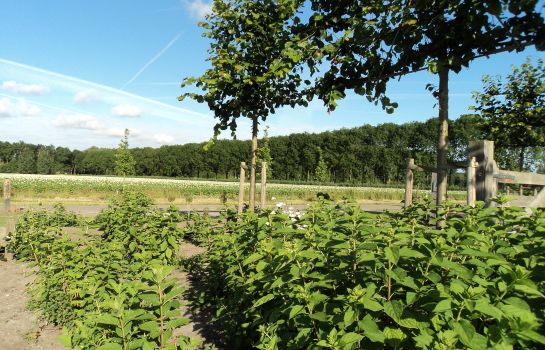 Lodgerie Het Groene Geheim