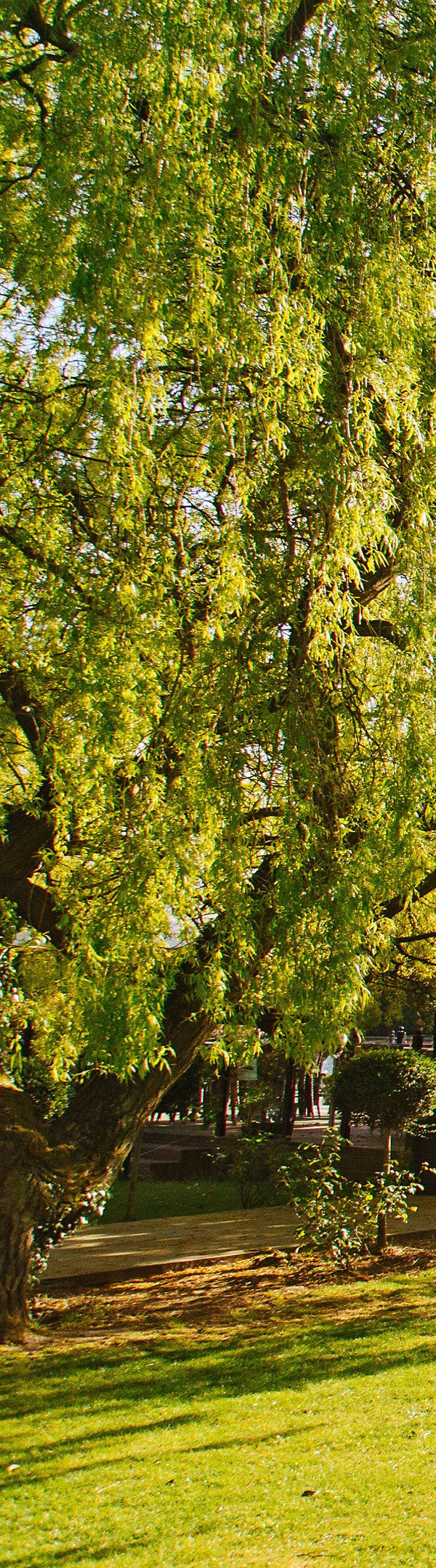 Cbh Wildes Inns - Sherwood Forest