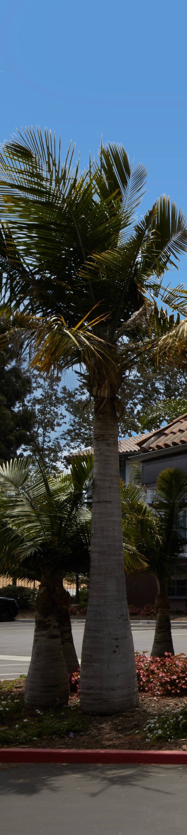 Fairfield Inn And Suites By Marriott Camarillo - Ventura, CA