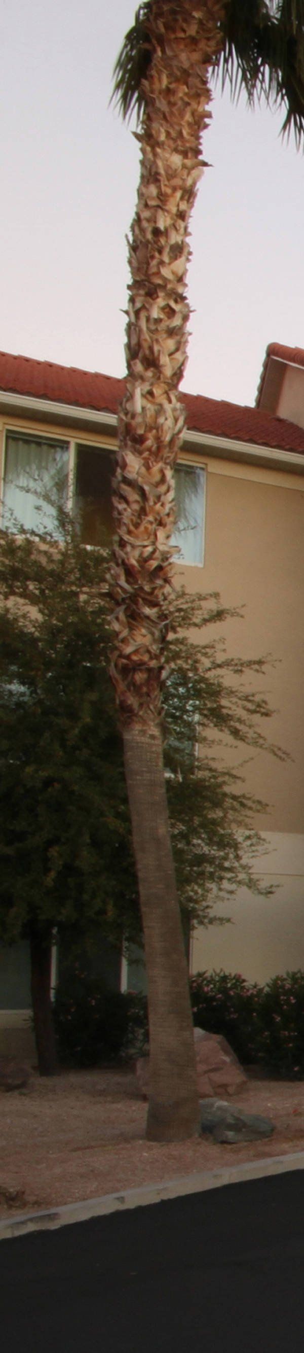 Springhill Suites By Marriott Phoenix Chandler Fashion Center - Chandler, AZ