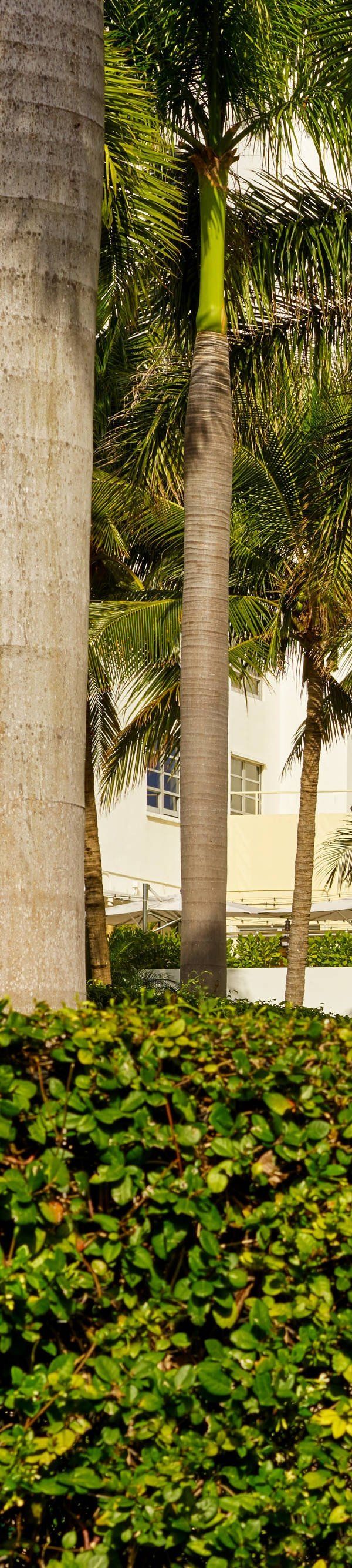 Royal Palm South Beach Miami A Tribute Portfolio Resort - Miami Beach, FL