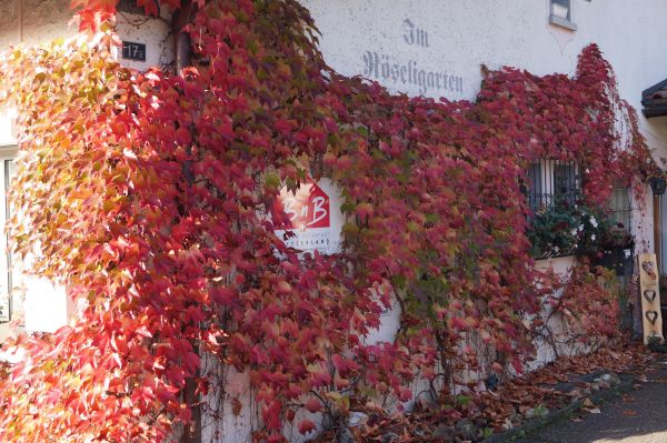 Im Roeseligarten - Rapperswil-Jona