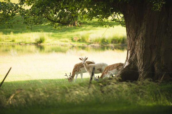 Swinton Park Hotel - Masham