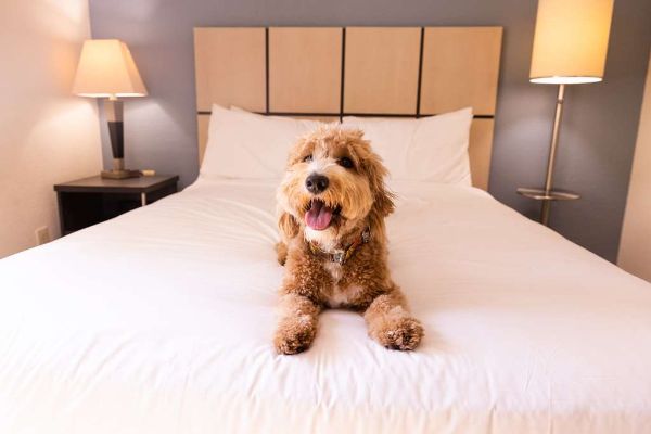 Sonesta Simply Suites Chicago O'hare - Des Plaines, IL