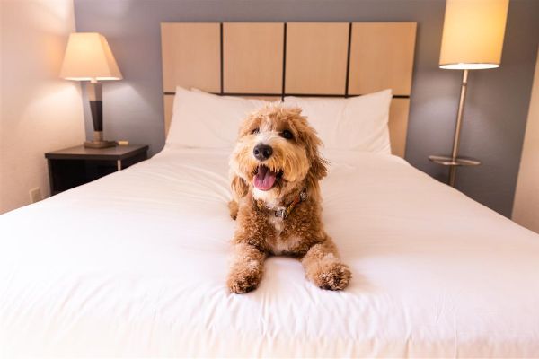 Sonesta Simply Suites Boston Braintree - Brockton