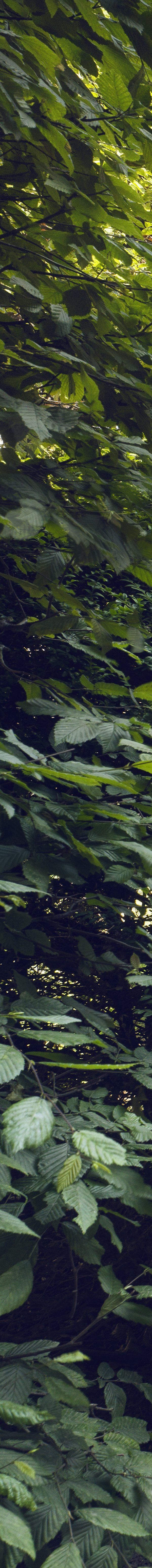 Botanic Sanctuary Antwerp - Antwerp