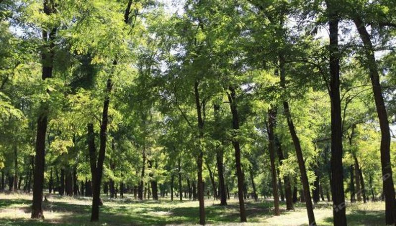 Interieur - Beijing Shunxin Green Resort