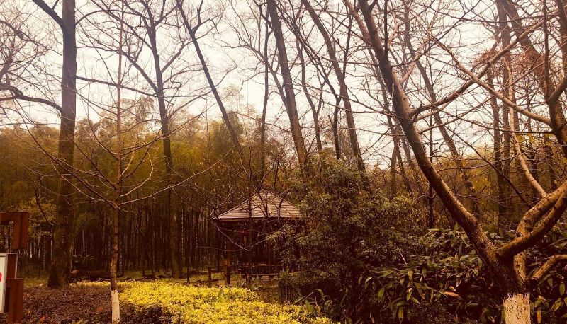 Informacje - Qingxiu Villa (Bamboo Sea/Taozu Shengjing Store)