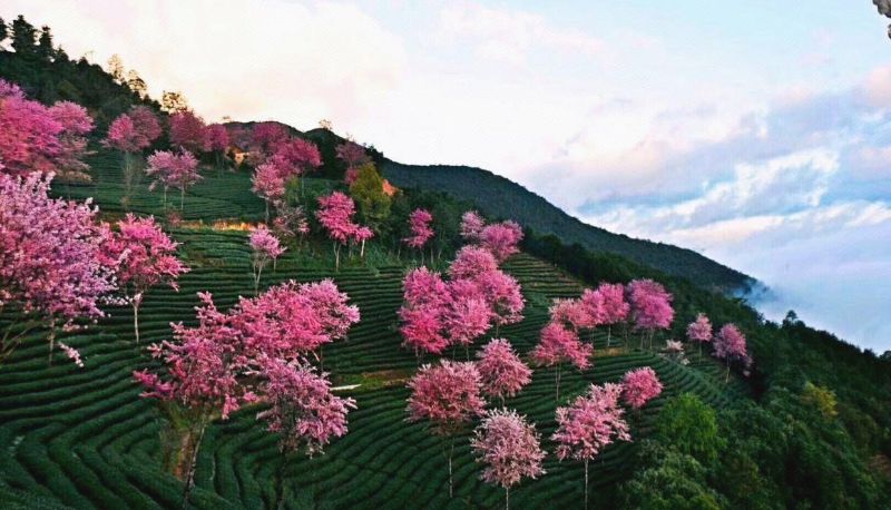 Info - Pu'er Yuejing Hotel (Simao Tea City Central Store)