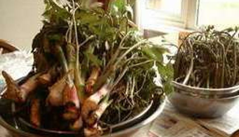 Sala prima colazione all'interno del ristorante - Small Nature Hotel Hilltop