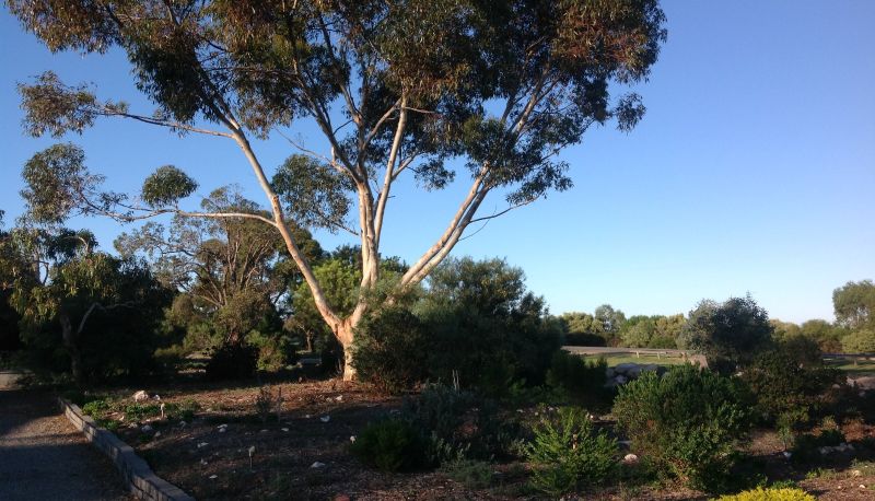 Garten - Murray Bridge Motor Inn