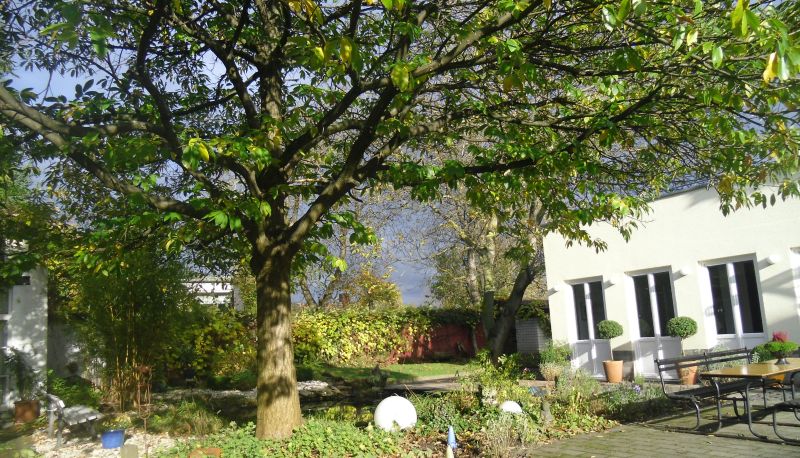 Tuin - Zwei Linden