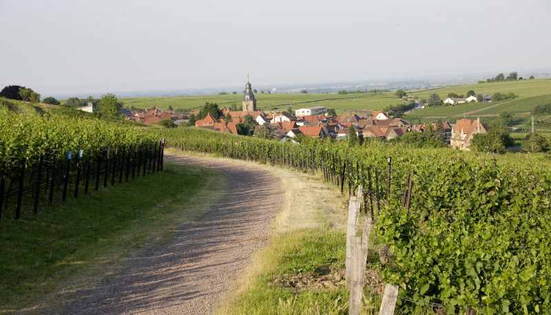 Environs - Villa Hochdörffer Weingut & Gästehaus