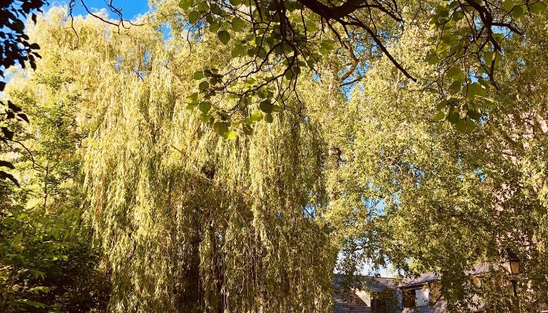 Jardín - Le Moulin de la Wantzenau