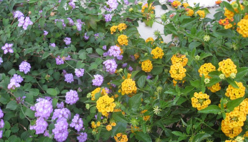 Tuin - Cristina