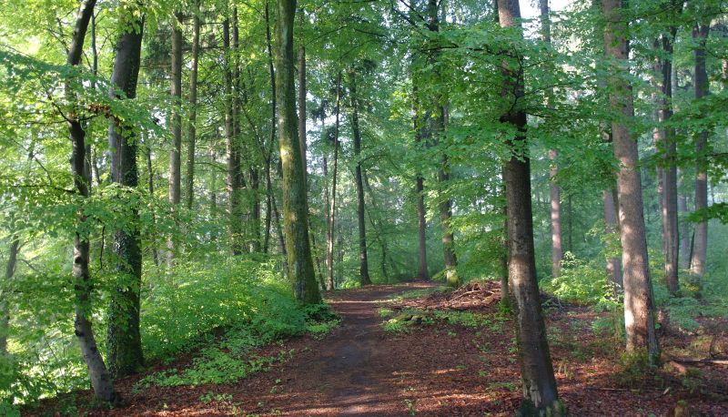 Surrounding - Buchenhain Waldgasthof