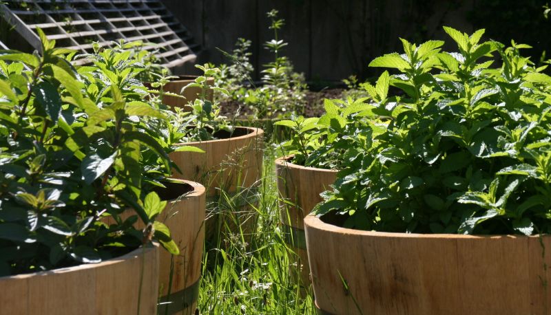 Garden - St. Pierre