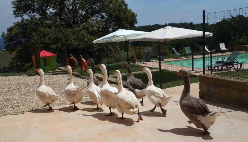 Piscine - La Gismonda Agriturismo