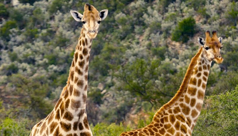 Umgebung - Mount Camdeboo Private Game Reserve