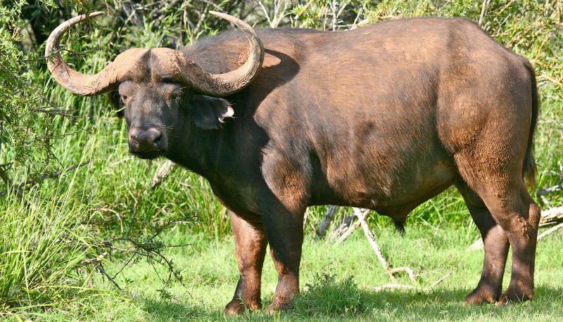 Umgebung - Mount Camdeboo Private Game Reserve