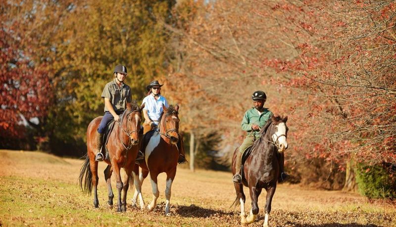 Vista interior - Midlands Saddle And Trout