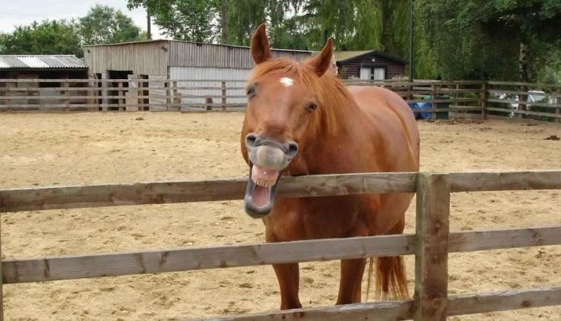 Umgebung - Linford Stable