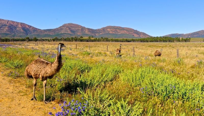 Info - Discovery Resorts – Wilpena Pound