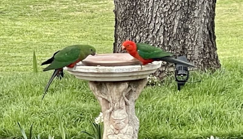 Giardino - Quirindi Sunflower Motor Inn