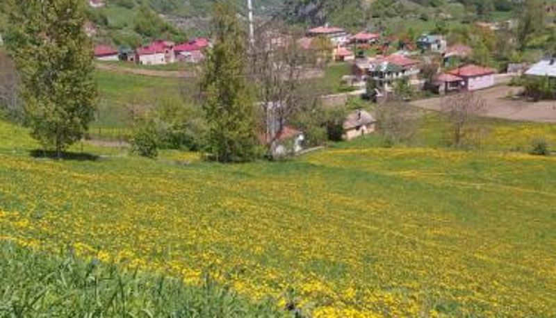 Bilgi - Alya Teras Otel