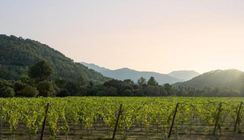 Bilgi - a Winery & Fincahotel-Agroturismo in Tramuntana Rondaia