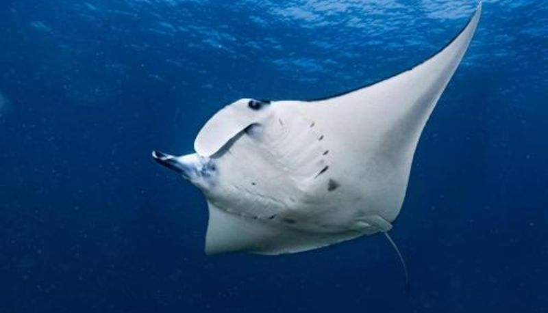 Area benessere e fitness - Dragon Dive Komodo Dive Resort