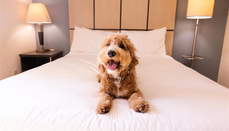 Vista interna - Sonesta Simply Suites Garden Grove Anaheim