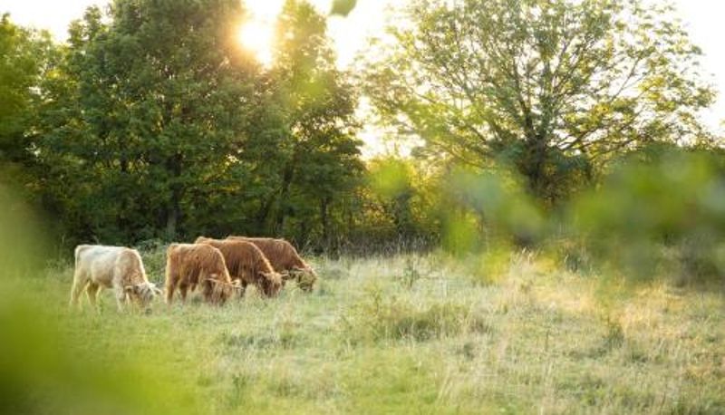 Info - Domaine Les Lanternes