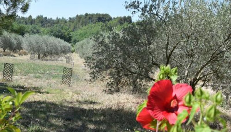 Info - Ventoux La Chambre des Amis au Moulin des GYPSES